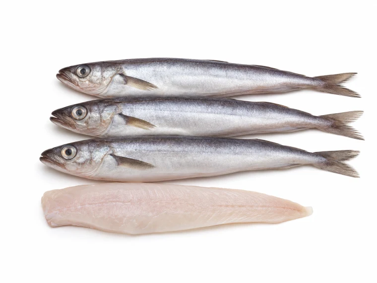 Blue Whiting