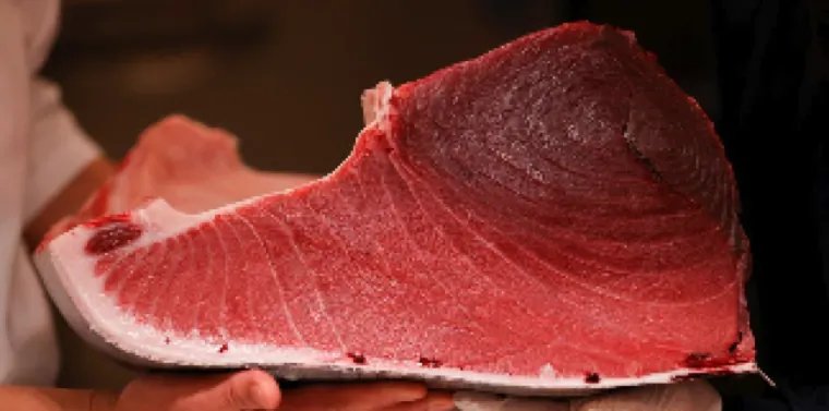 Bonito Fish