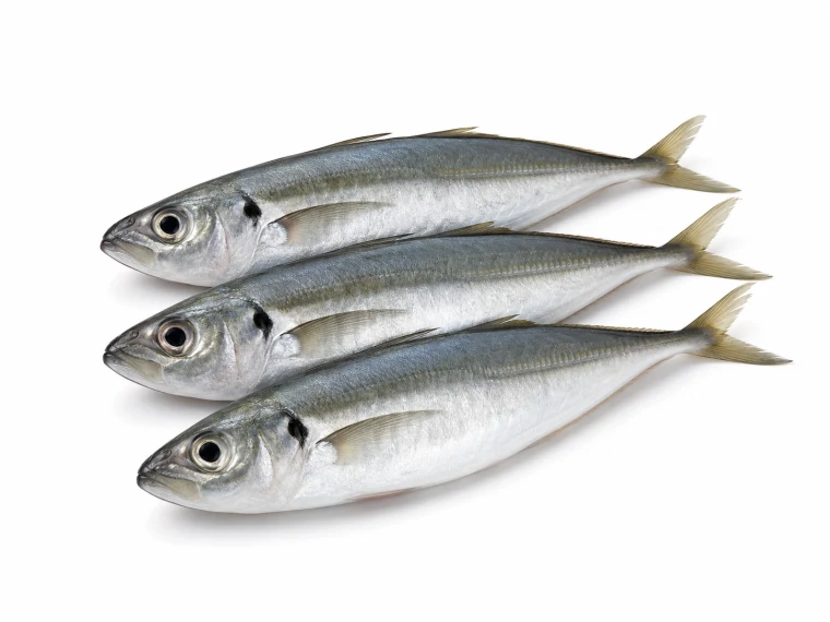 Horse Mackerel
