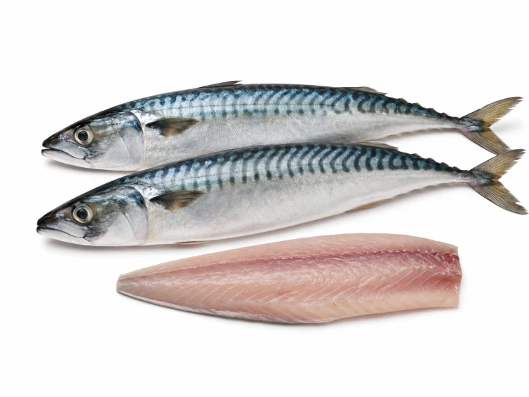 Mackerel