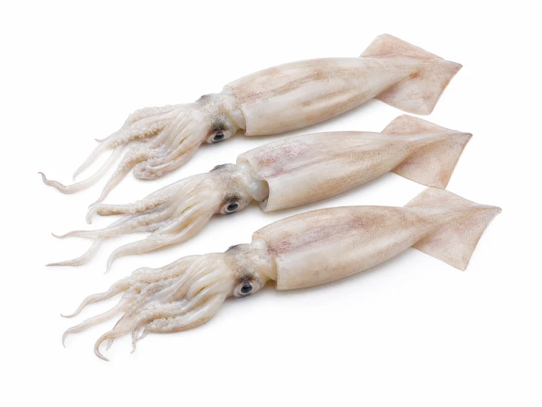 Squid