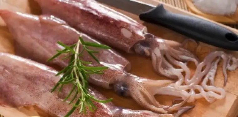 Squid